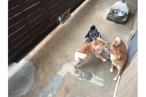 販売中の豆柴の親犬