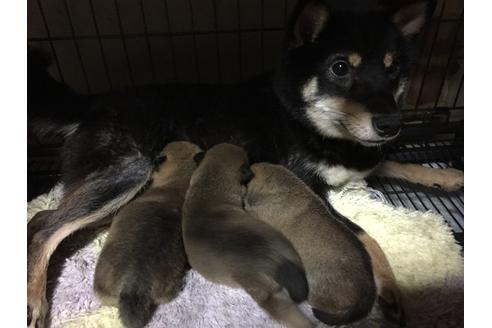 販売中の豆柴の親犬
