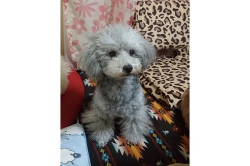 販売中のタイニープードルの親犬