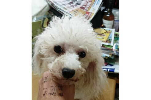 販売中のタイニープードルの親犬