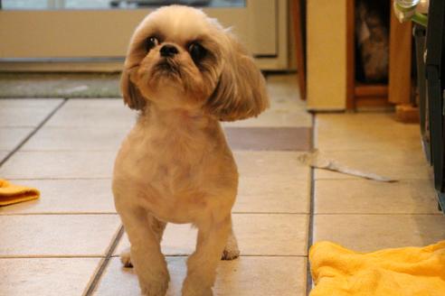 販売中のシーズーの親犬