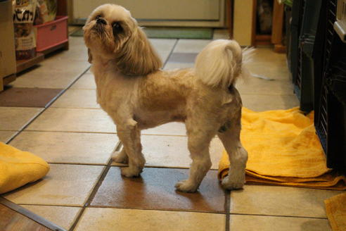 販売中のシーズーの親犬