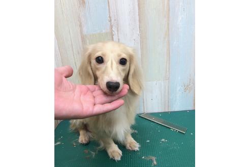 販売中のカニンヘンダックスフンド(ロングヘアード)の親犬