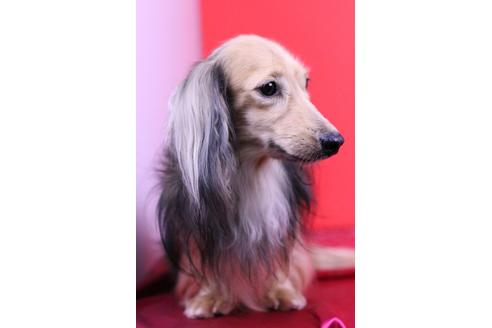 販売中のカニンヘンダックスフンド(ロングヘアード)の親犬