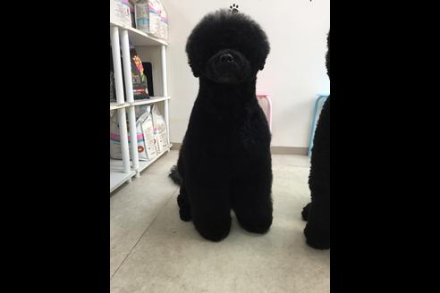 販売中のミックス犬の親犬