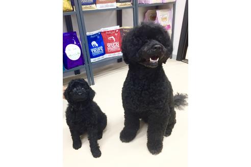 販売中のミックス犬の親犬