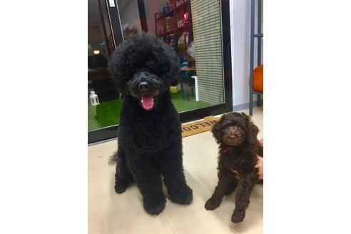 販売中のミックス犬の親犬