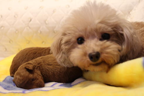 販売中のトイプードルの親犬