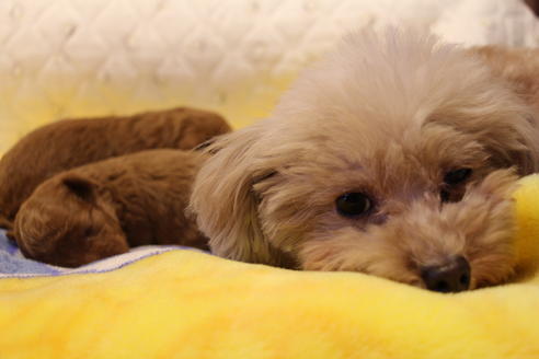 販売中のトイプードルの親犬