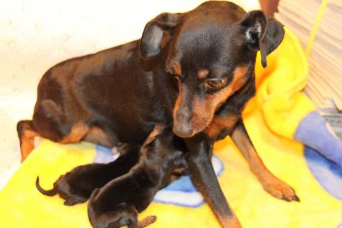 販売中のミニチュアピンシャー(ミニピン)の親犬