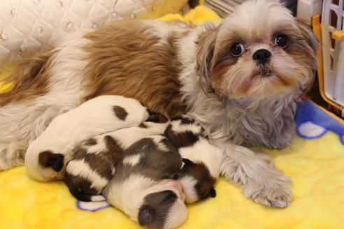販売中のシーズーの親犬