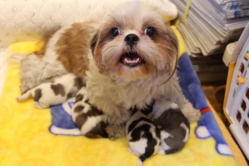 販売中のシーズーの親犬