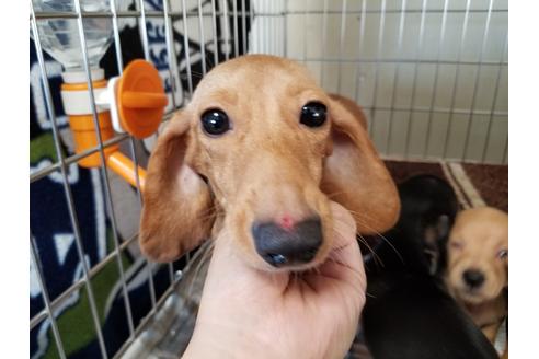 販売中のミニチュアダックスフンド(スムースヘアード)の親犬