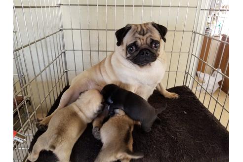 販売中のパグの親犬