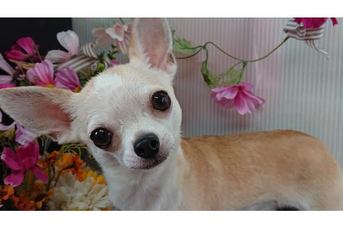 販売中のチワワ(スムースコート)の親犬
