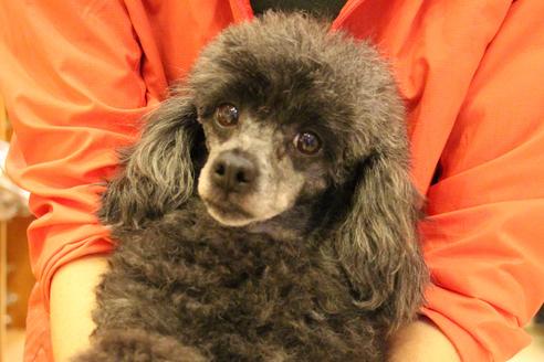 販売中のトイプードルの親犬