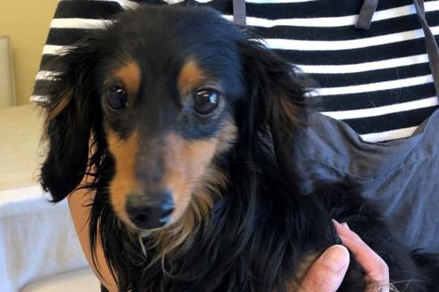 販売中のカニンヘンダックスフンド(ロングヘアード)の親犬