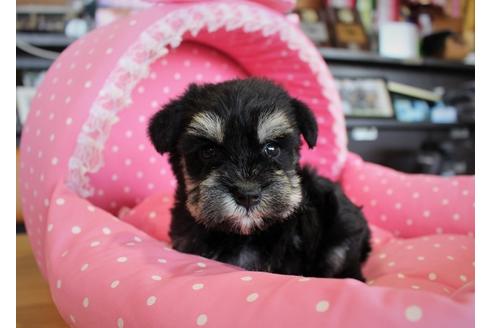 シュナウザーさま　② ブラック＆シルバーのミニチュアシュナウザーの子犬を探す（473