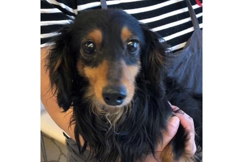 販売中のカニンヘンダックスフンド(ロングヘアード)の親犬