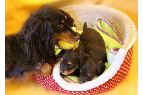 販売中のカニンヘンダックスフンド(ロングヘアード)の親犬