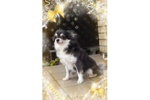 販売中のチワワ(ロングコート)の親犬