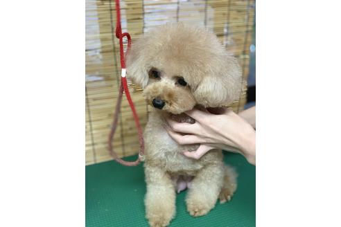 販売中のティーカッププードルの親犬