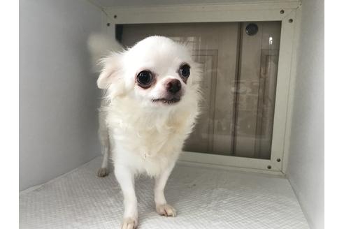 販売中のチワワ(ロングコート)の親犬