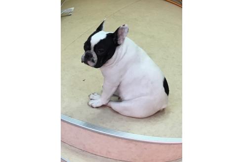 販売中のフレンチブルドッグの親犬
