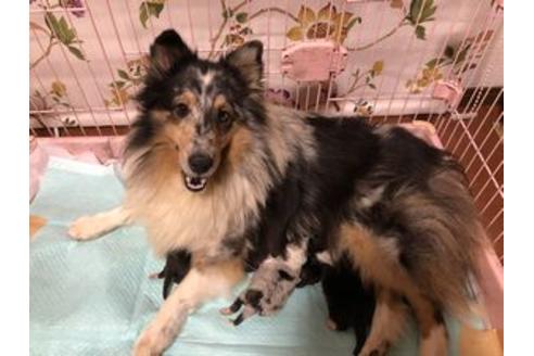 販売中のシェットランドシープドッグ(シェルティ)の親犬