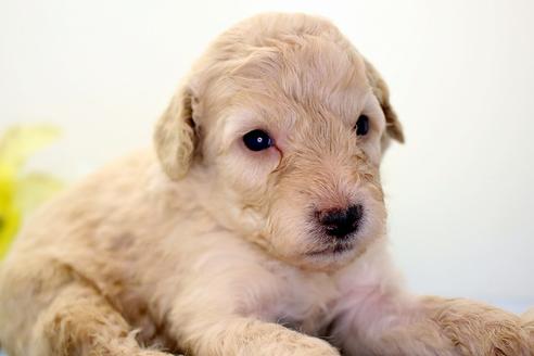 静岡県のプーリー 男の子 18 10 生まれ クリーム 子犬id 602 ブリーダーナビ
