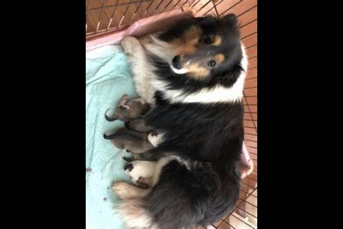 販売中のシェットランドシープドッグ(シェルティ)の親犬
