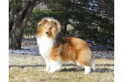 販売中のシェットランドシープドッグ(シェルティ)の親犬