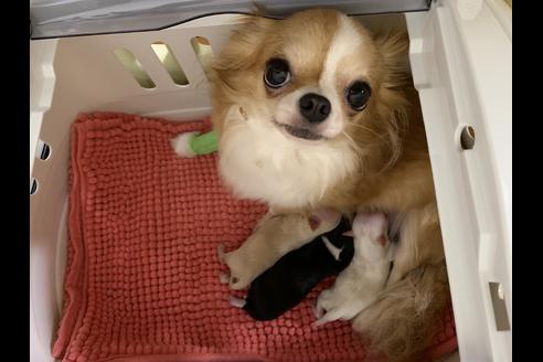 販売中のチワワ(ロングコート)の親犬