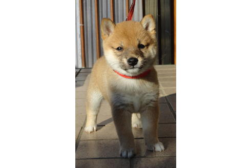 西村めぐみ ブリーダープロフィール画像
