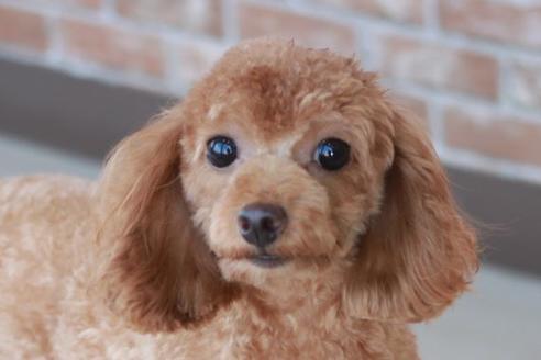 販売中のトイプードルの親犬