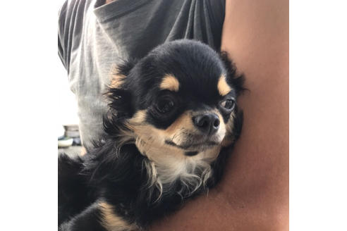 販売中のチワワ(ロングコート)の親犬