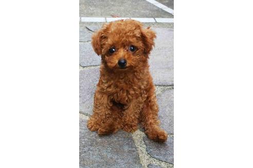 販売中のタイニープードルの親犬