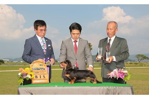 藤峰沙与ブリーダーの詳細