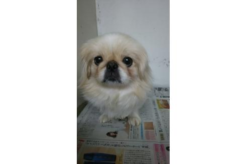 販売中のペキニーズの親犬