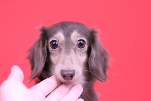 販売中のカニンヘンダックスフンド(ロングヘアード)の親犬