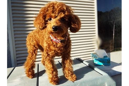 販売中のトイプードルの親犬