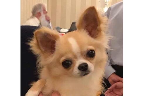 販売中のチワワ(ロングコート)の親犬