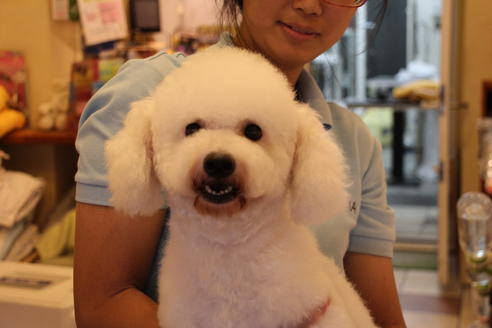 販売中のビションフリーゼの親犬