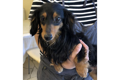 販売中のカニンヘンダックスフンド(ロングヘアード)の親犬