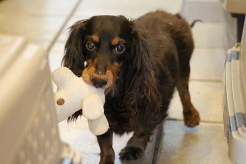 販売中のカニンヘンダックスフンド(ロングヘアード)の親犬