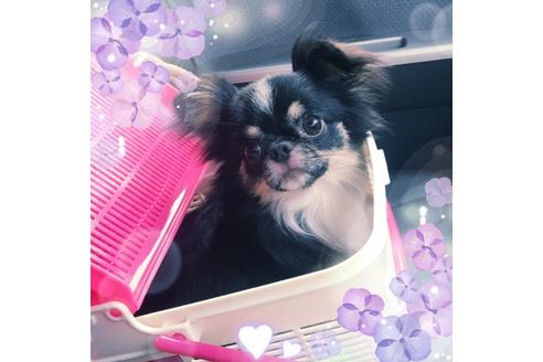 販売中のチワワ(ロングコート)の親犬