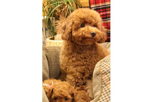 販売中のトイプードルの親犬