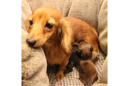 販売中のカニンヘンダックスフンド(ロングヘアード)の親犬