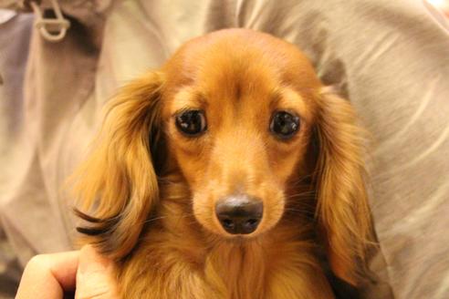 販売中のカニンヘンダックスフンド(ロングヘアード)の親犬