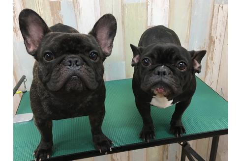 販売中のフレンチブルドッグの親犬